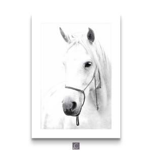 Set of 6 black and white horse photography fine art prints Black and White Horse Photography Set – Equestrian Wall Art Prints, Modern Farmhouse Animal Poster Collection