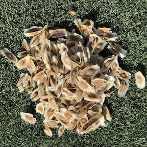 May include: A large pile of light brown, papery tree seeds with a flat, winged shape. Each seed features a central, darker brown oval-shaped core surrounded by a thin, translucent, and fibrous outer edge, creating a cluster of organic botanical elements.