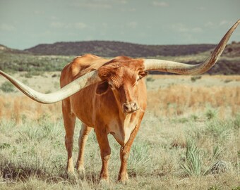 Longhorn Canvas * Vintage Western Art Prints * Longhorn Wall Art *