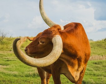 Texas Longhorn Canvas Vintage Western Art Print Longhorn Wall Decor