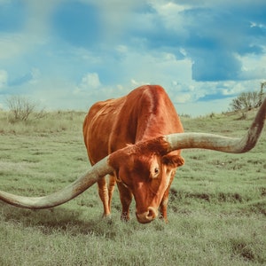 Texas Longhorn Canvas Vintage Western Art Print Longhorn Wall Decor