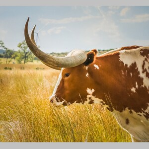 Texas Longhorn Canvas Vintage Western Art Print Longhorn Wall Decor