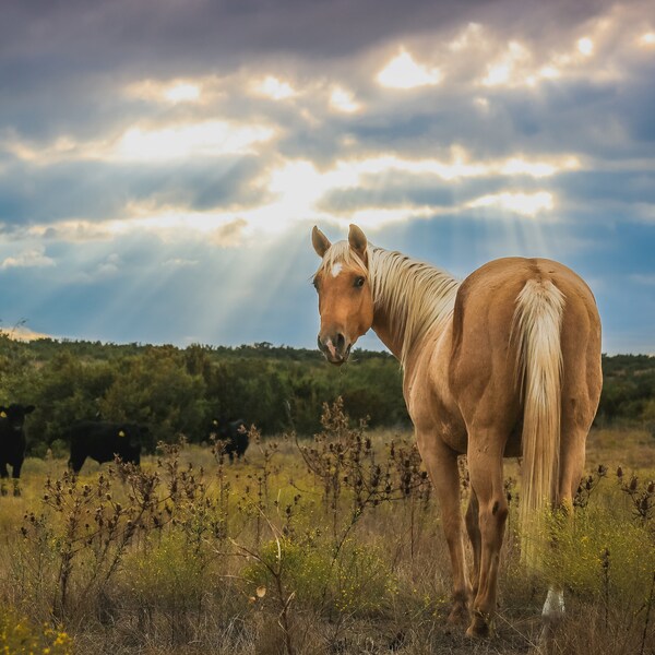 Texas Sunset with Horse Western Art Print Cowboy Home Rustic Decor