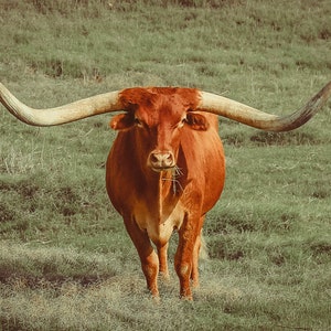 Vintage Texas Longhorn Western Art Print Cowboy Art Home Decor