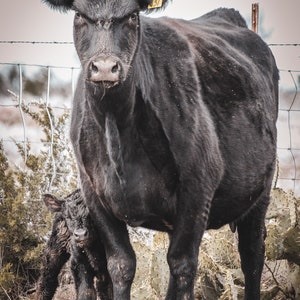 Cow and Calf Western Art Print Cattle Art for Home Decor