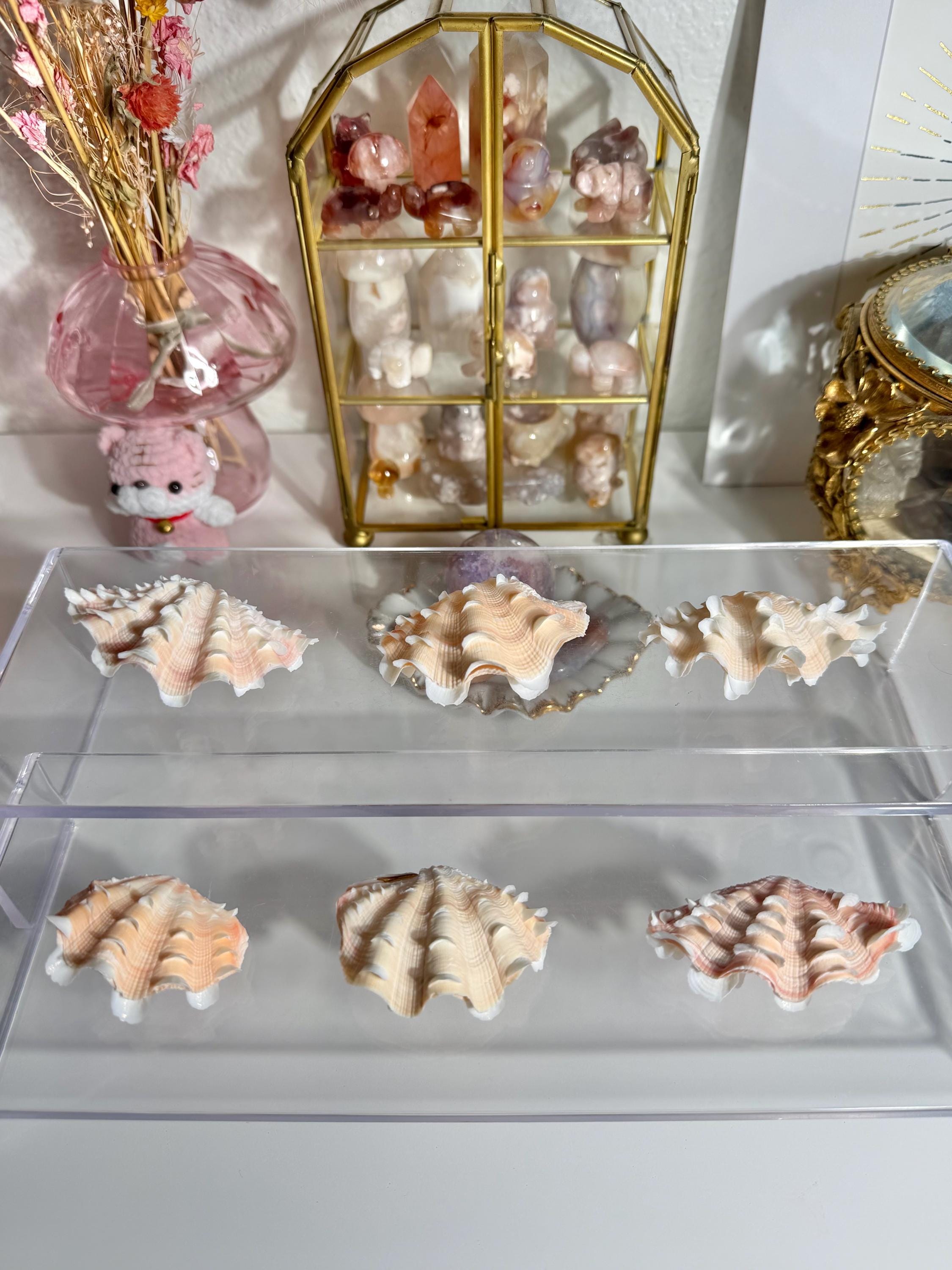 Philippines Shell Souvenir - Etsy