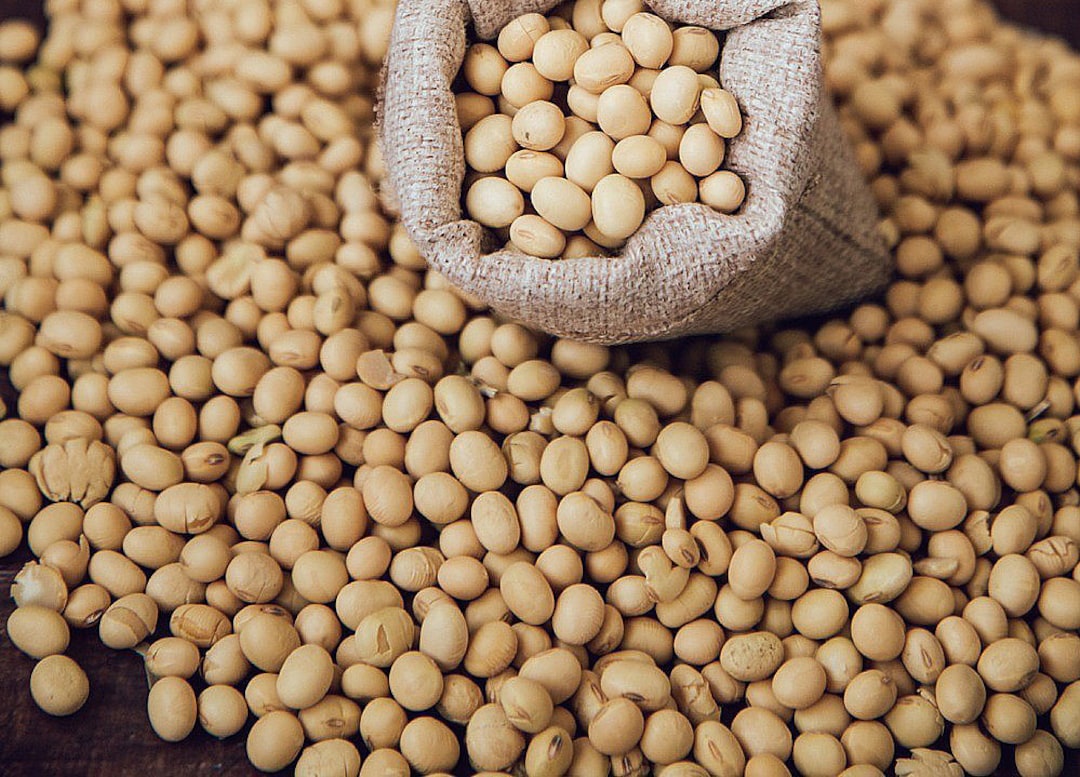 USDA Certified Organic Top Quality Soy Beans Bulk Wholesale Etsy
