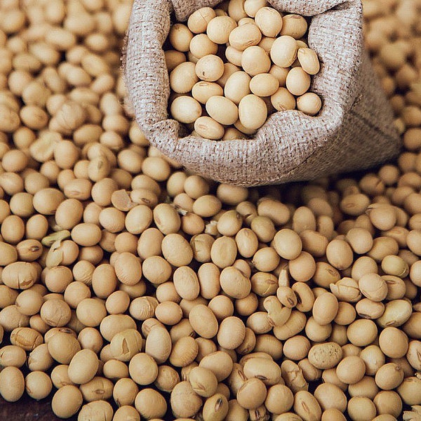 USDA Certified Organic Top Quality Soy Beans Bulk Wholesale