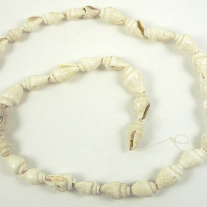 Natural Tiger Nassa Shell Beads 9x6mm-12x5mm Small White Shell Beads Full Strand 15.5 Inches Destash Shell