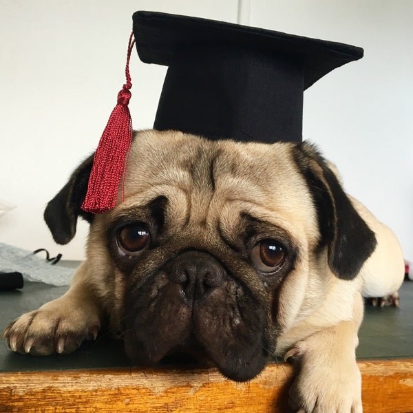 Dogs/Cats Graduation Caps