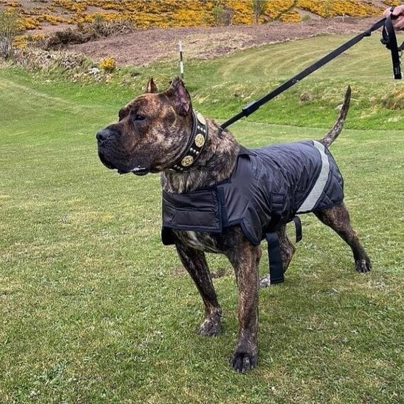 keela dog jacket