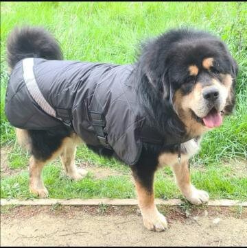 keela dog jacket