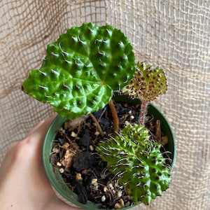 Begonia Melanobullata – Rare Spiky Textured Begonia for Terrariums & Houseplant Collections – Live Tropical Plant