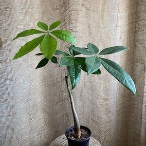 Money Tree (Pachira Aquatica): Lucky Feng Shui Indoor Plant