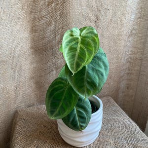 Syngonium Chiapense &#39;Frosted Heart&#39; – Rare Aroid Houseplant, Easy Care Indoor Plant, Collector’s Syngonium