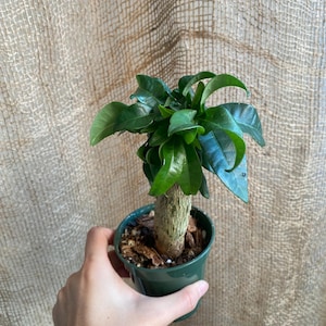 Pachira Money Tree Stump: Live Bonsai Indoor Plant for Luck