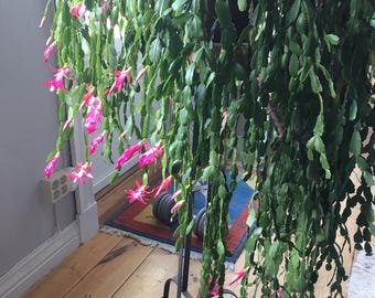 Rare 100-Year-Old Schlumbergera Buckleyi Cutting  – old Christmas Cactus with Rich Blooms, Heirloom Plant for Collectors & Gardeners
