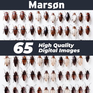 May include: A collection of 65 high-quality digital images of brown and black beetles with white wings. The beetles are arranged in rows on a white background.