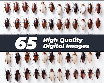 Cockroach Clipart, Insect PNG, Cockroach SVG, Silhouette (Digital Download)