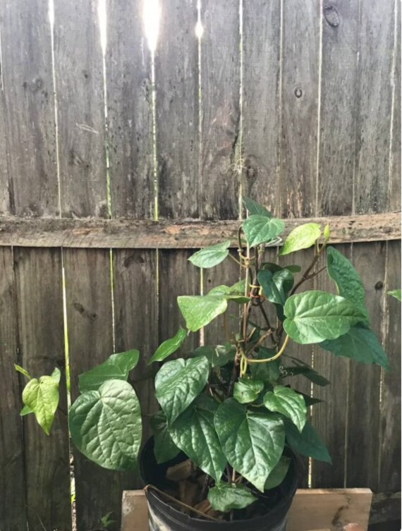 Paan plant Betel leaf plant Piper Betle vineBarui Etsy