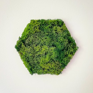 Peut inclure: Une pièce hexagonale de mousse verte préservée, idéale pour ajouter une touche de nature à votre décoration intérieure.
