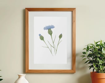 Bachelor's Button Giclee Art Print | Cornflower Art Print | Watercolour Art Print