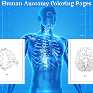 Human Anatomy Coloring Pages - 38 Printable Pages - Body Parts Digital Coloring Book