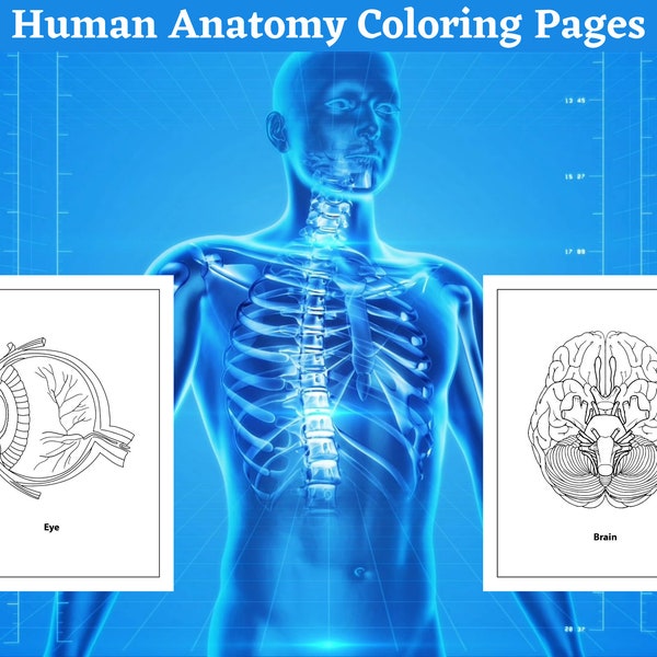 Human Anatomy Coloring Pages - 38 Printable Pages - Body Parts Digital Coloring Book