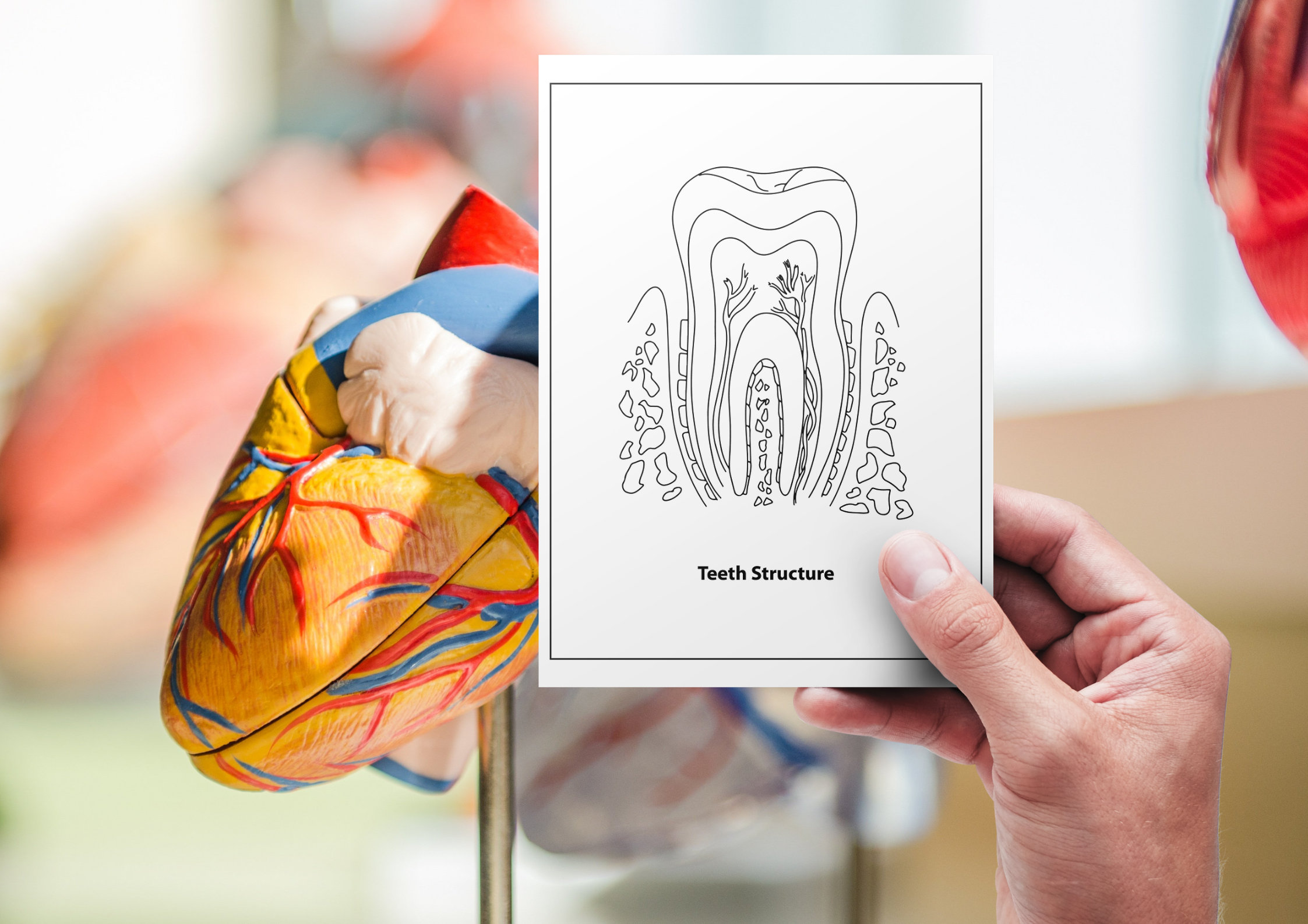Human Anatomy Coloring Pages 38 Printable Pages Body Parts - Etsy