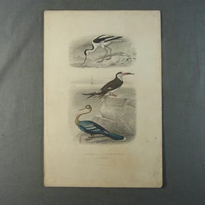 Peut inclure: Estampe ancienne présentant trois illustrations détaillées d'oiseaux. L'image du haut montre un oiseau avec un long bec courbé. L'image du milieu représente un oiseau perché sur un rocher. L'image du bas montre un oiseau au plumage bleu et jaune.
