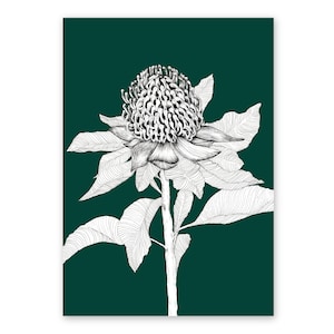 The Waratah, Australian Art/Floral illustration/Art print, A4, A3, A2,Birthday present/Housewarming gift/Anniversary/Flower Wall Art