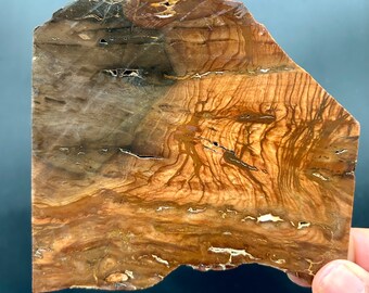 Biggs Picture Jasper Stone Lapidary Slab, 5.25mm Thick, Rough Stone, Cabochon Slab, Jasper, Raw Stone, Picture Jasper, Biggs Jasper, 160g