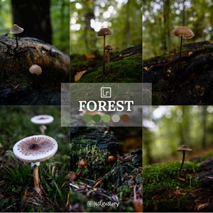 May include: A collage of six images showcasing a variety of mushrooms in a woodland environment. The images depict mushrooms of different sizes and colours, including brown, white, and tan. The mushrooms are growing on the forest floor, surrounded by green moss and leaves. The images are arranged in a grid pattern, with the text "FOREST" in the centre.