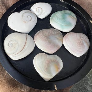 Shiva shells
