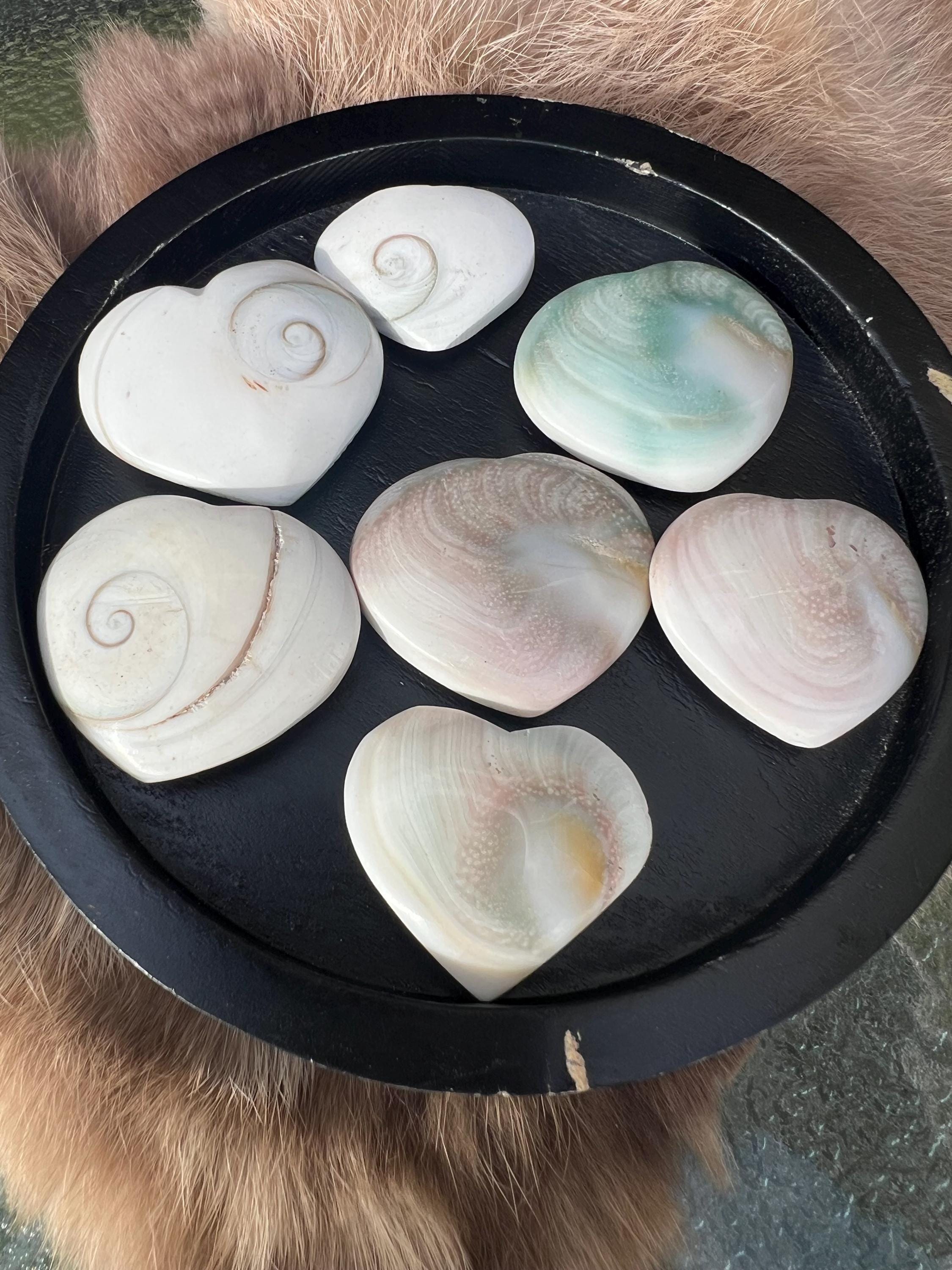 Shiva Shell Small Shiva Shells - Etsy