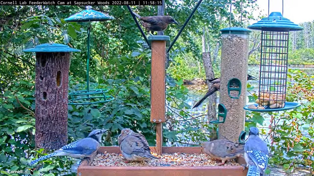 Woodpecker Cornell Live Bird Feeder Bird Feeding Highest Cornell