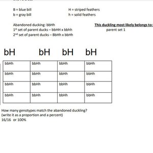Monohybrid and Dihybrid Crosses Worksheet - 9th Grade Science ANSWER KEY INCLUDED