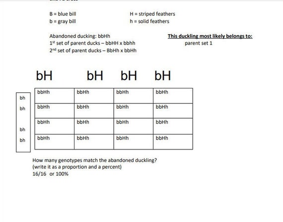 Monohybrid and Dihybrid Crosses Worksheet 9th Grade Science ...