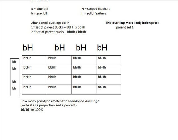 monohybrid cross worksheet