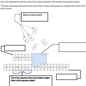 Transcription Quiz - 8th - 9th Grade Science ANSWER KEY INCLUDED