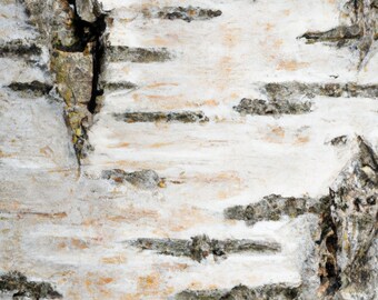 BIRCH BARK Paper Pack Digital Paper Pack 7 Birch Tree Bark Printable ...