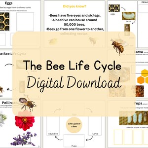 The Bee Life Cycle Digital Download Activity Learning Book for ELA, Preschool, Homeschool etc