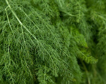 Organic Dill Mammoth Long Island 100+