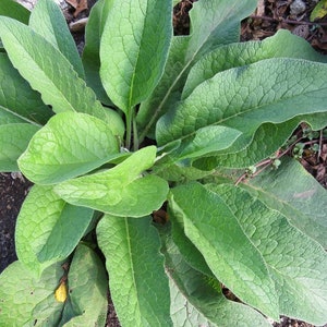 Russian Comfrey (Bocking 14) 5+ Root Cuttings 3/4-1.5 inch long Beyond Organic