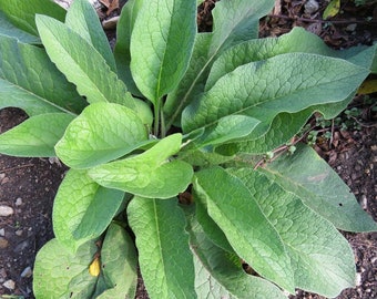 Russian Comfrey (Bocking 14) 5+ Root Cuttings 3/4-1.5 inch long Beyond Organic