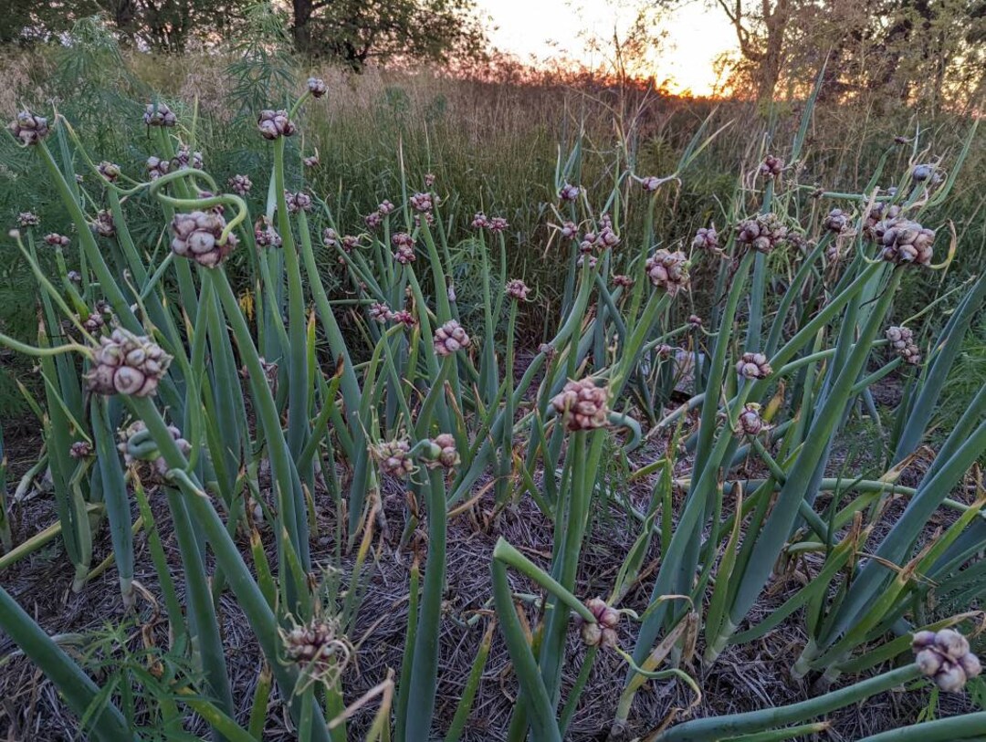 5 Splendidi Bulbi Autunnali Da Piantare Adesso Per Un Grande Colore - Foto 3