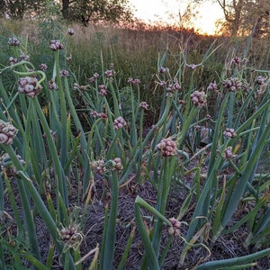 30+ Egyptian Walking Onion Bulbs Regenerative Value Pack Small Topset Bulbs