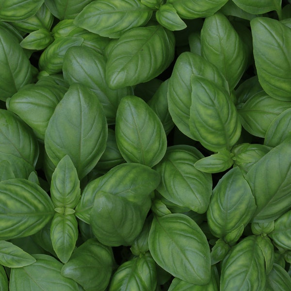 Organic Basil Seeds 250+ Italian Large Leaf