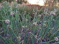 30+ Egyptian Walking Onion Bulbs Regenerative Value Pack Small Topset Bulbs