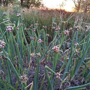 May include: A cluster of walking onions featuring tall, hollow green stalks topped with spherical bulbils. The plant stems are upright and slender, transitioning from deep green at the base to lighter shades near the top, where small, clustered, light-colored bulbils form at the apex of each stalk.
